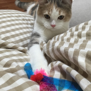 かしゃかしゃブンブン