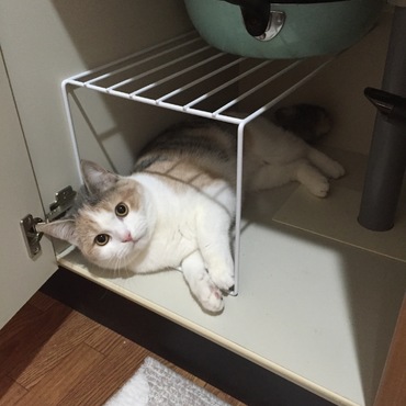 inキッチン収納棚