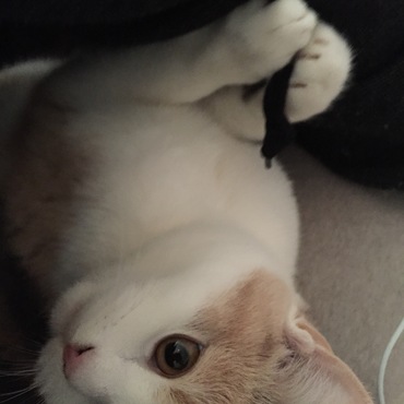 美猫に見える！