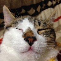 はなちゃ