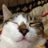 はなちゃ