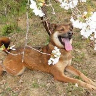 2015070017 　　中型　メス