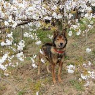 2016020022   中型メス