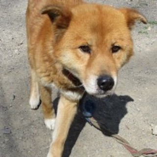 ２０１６－０４－０００１　中型　オス