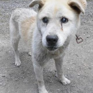 ２０１６－０３－０００４　中型　オス