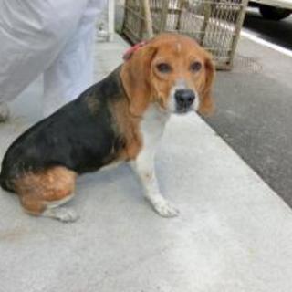 福島県浅川町　2016040004 　ビーグルメス