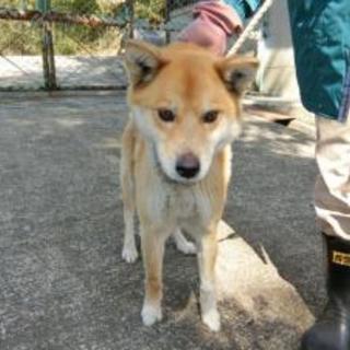 福島県小野町　2016040005 　中型オス