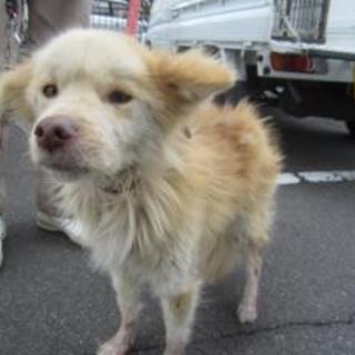 福島県須賀川市　2016040006 　中型オス