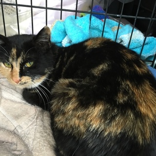 コンビニに置き去りにされた　サビミケ　ナナコちゃん