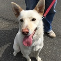 保護犬　しろ君の家族を募集中です