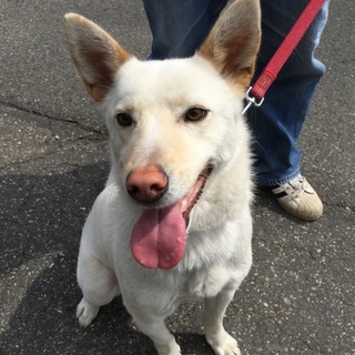 保護犬　しろ君の家族を募集中です
