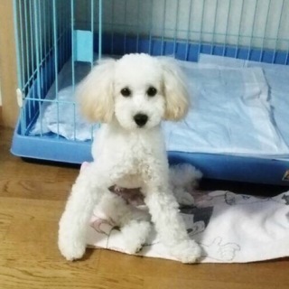 応募多数頂いた為終了いたします。