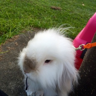 募集締切します。ライオンロップ男の子