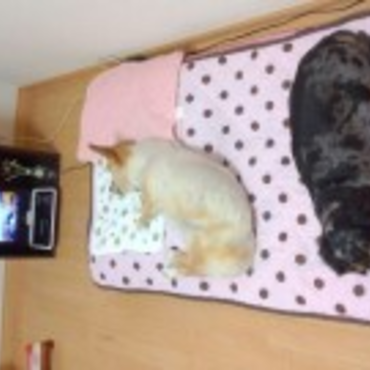 夜寝るときは寝室にてฅ^•ﻌ•^ฅ