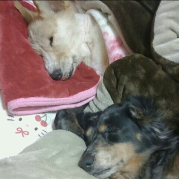 すやすやｏ(＿＿*)Ｚｚｚ