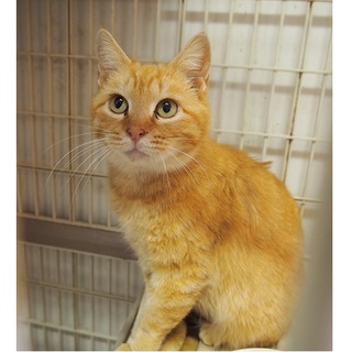 茶トラの女の子　夢ちゃん里親さん募集中