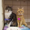 茶トラの女の子　夢ちゃん里親さん募集中 サムネイル7