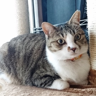 トイちゃん　とても人に馴れています