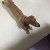 ベビ