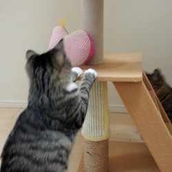 「爪とぎをリペアー　（～ズボラ仕上げ～）」サムネイル2