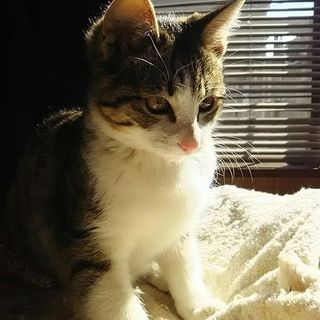 ４匹兄弟の最後の男の子、ロング君