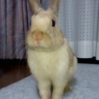 ネザーランドドワーフ（リンクス）里親募集　