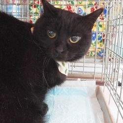 あなたの一番の親友はこの猫かもしれない～ＩＮ　大府市