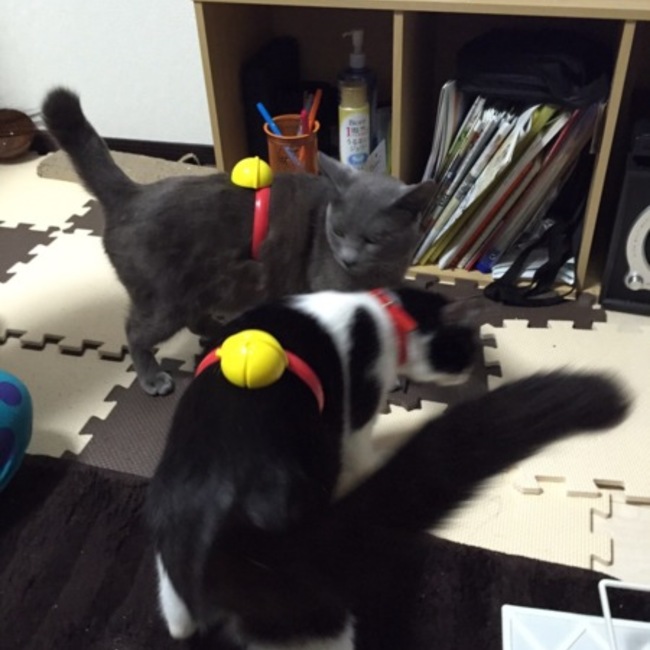 ☆だいち☆のカバー写真