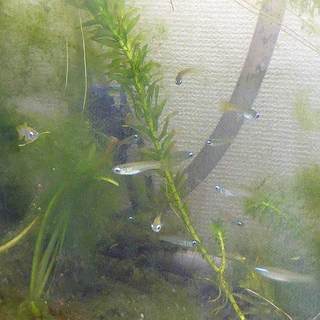 アフリカン・ランプアイ(熱帯魚)と飼育用具一式