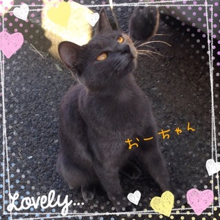 ノラ猫おーちゃんをどうか幸せにして頂けませんか？