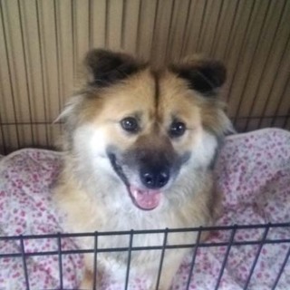 ドライブお散歩大好き陽気で素直なタロウ（動画あり）