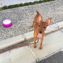 ミニピン1歳