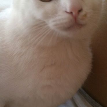 ももちゃん