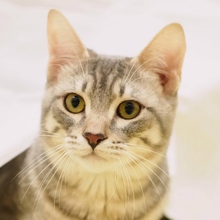 イケメン優男★サバトラくん