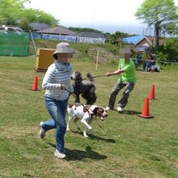 第二回犬と一緒にチャリティ運動会