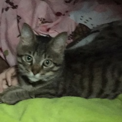 僕の安眠ベッド
