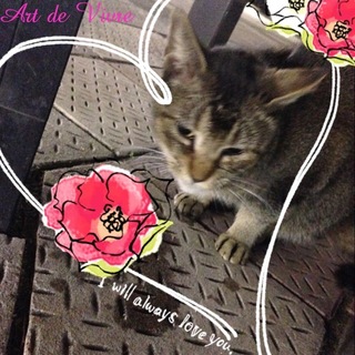 みぃーにゃんにもう一度飼い猫としての幸せを...