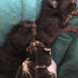 子猫が産まれた！里親探し始めなきゃ