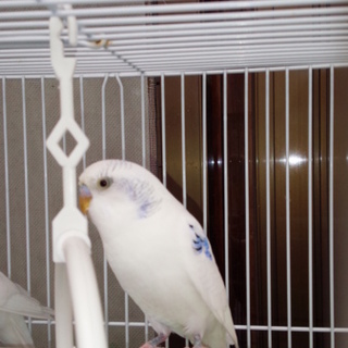 セキセイインコ　2歳　2羽　白×ブルー