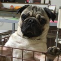 1歳の元気なパグちゃんです
