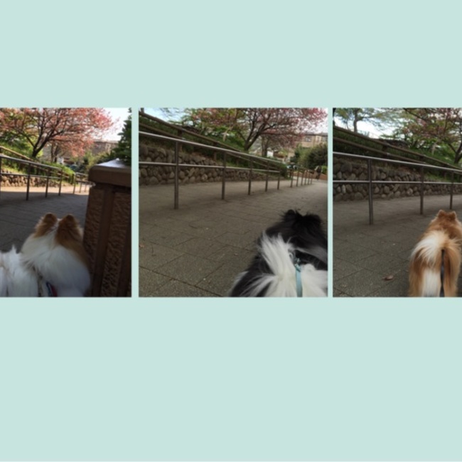 龍嵐大のカバー写真