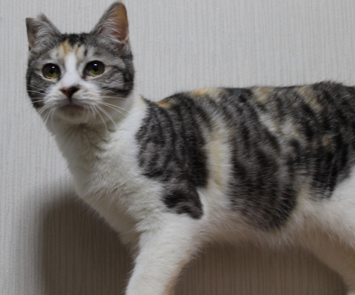 激甘ゴロゴロ三毛のみそらちゃん サムネイル7