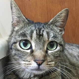 スリスリの甘えっこのキジトラちゃん