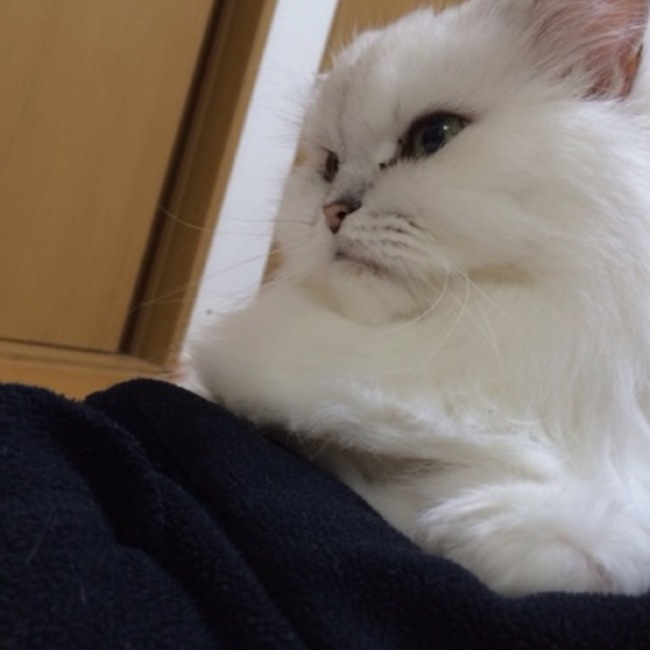 しらあいのカバー写真