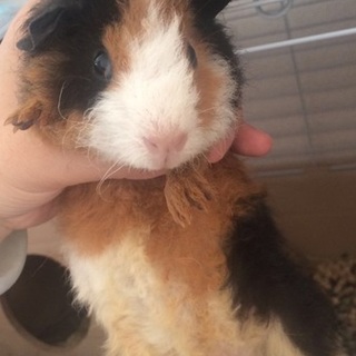 格好いい男です