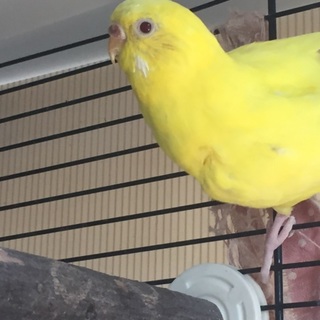 1歳の若いセキセイインコです！
