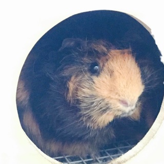 恥ずかしい男です