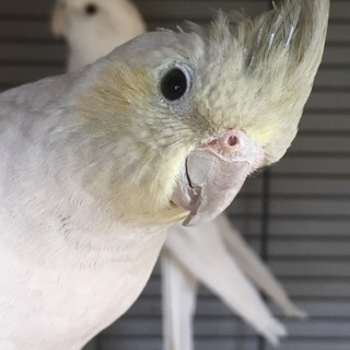 心優しいオカメちゃん