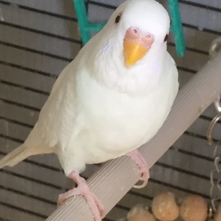 とても愛くるしいセキセイインコちゃんです