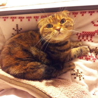 スコティッシュフォールド♀